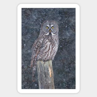 Great Grey Owl in Snow Sticker